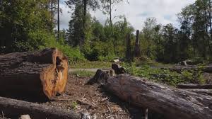 How Our Tree Care Process Works  in  Penn State Erie, PA