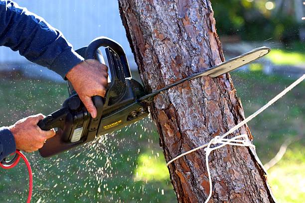 Trusted Penn State Erie, PA Tree Care Experts
