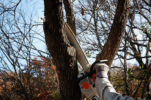 Best Lawn Disease Treatment  in Penn State Erie, PA